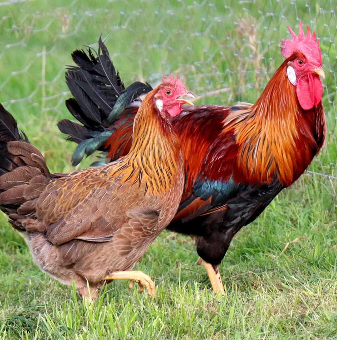 Deshi Chicken Meats Collect From Village