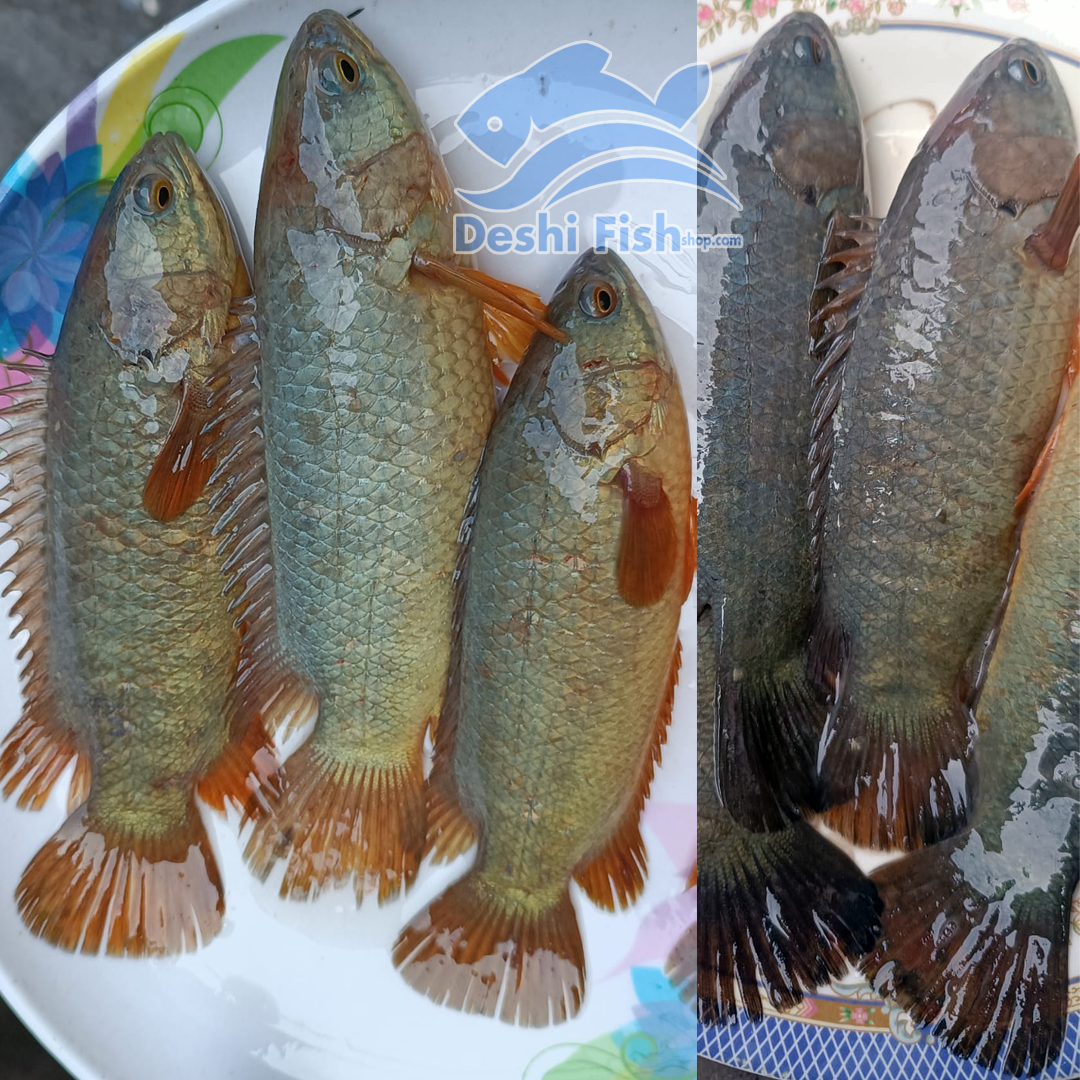হাওর বিলের তরতাজা দেশী কৈ মাছ