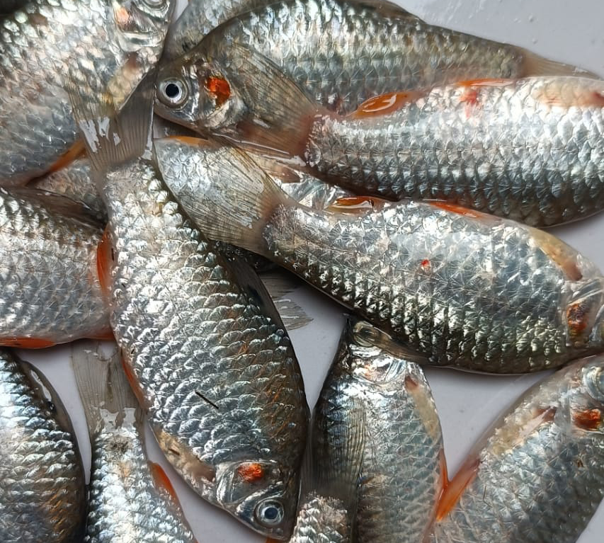 হাওর বিলের দেশী পুঁটি
