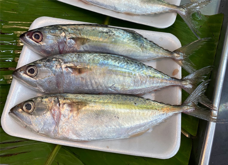 নারকুলি বা আইলা মাছ