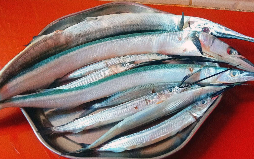 সামুদ্রিক কাইক্কা বা কাকিলা মাছ