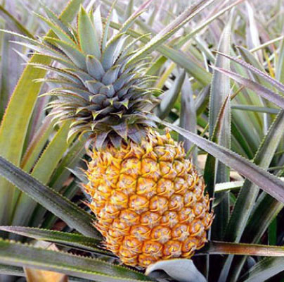 শ্রীমঙ্গলের বাগানের ন্যাচারাল গাছপাকা আনারস pineapple