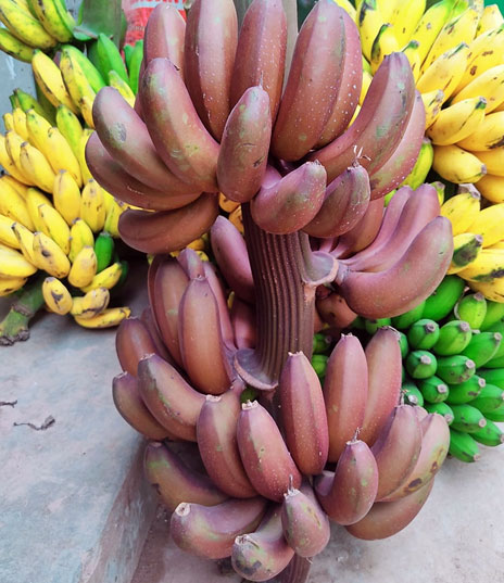 পাহাড়ি  অগ্নিশর বা লাল কলা