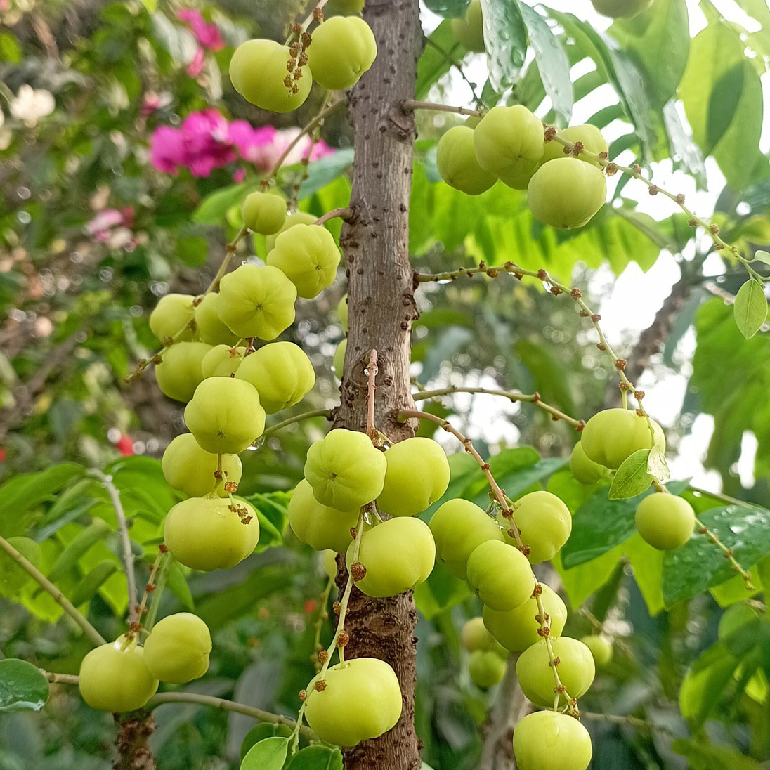 গ্রাম থেকে সংগ্রহ করা অরবরই